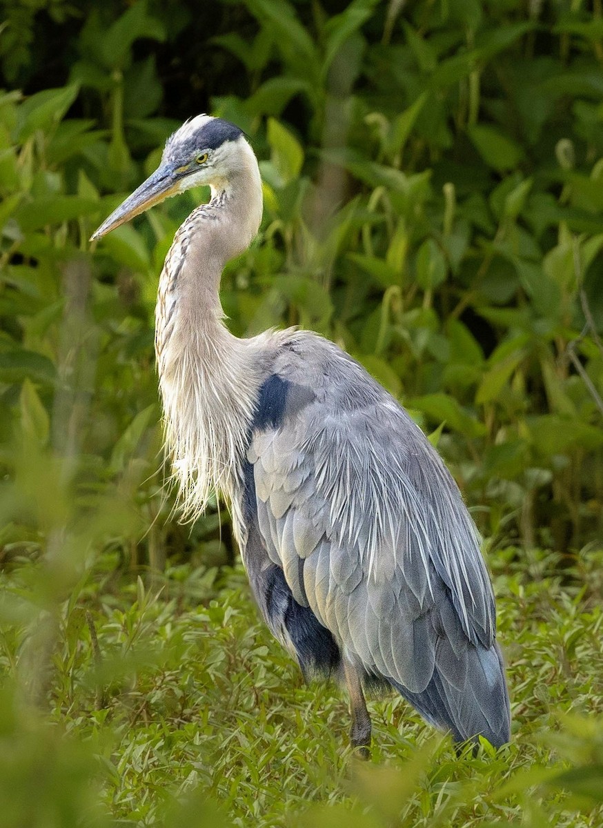 Great Blue Heron - Rick Simpson