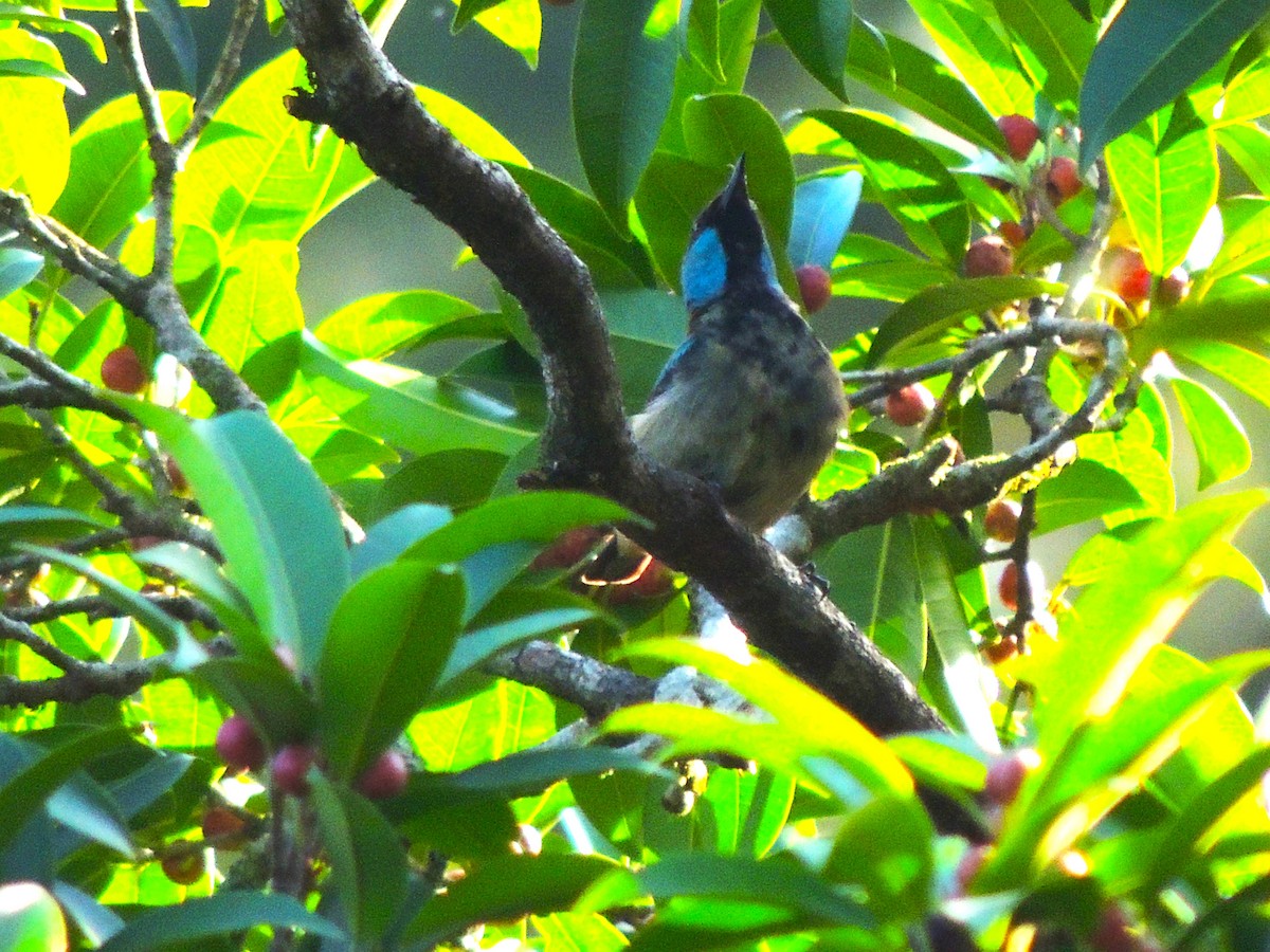 Scarlet-thighed Dacnis - Roger Lambert