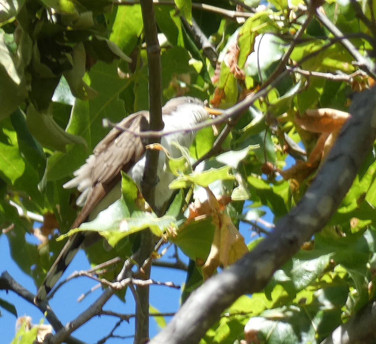 Yellow-billed Cuckoo - ML619596774