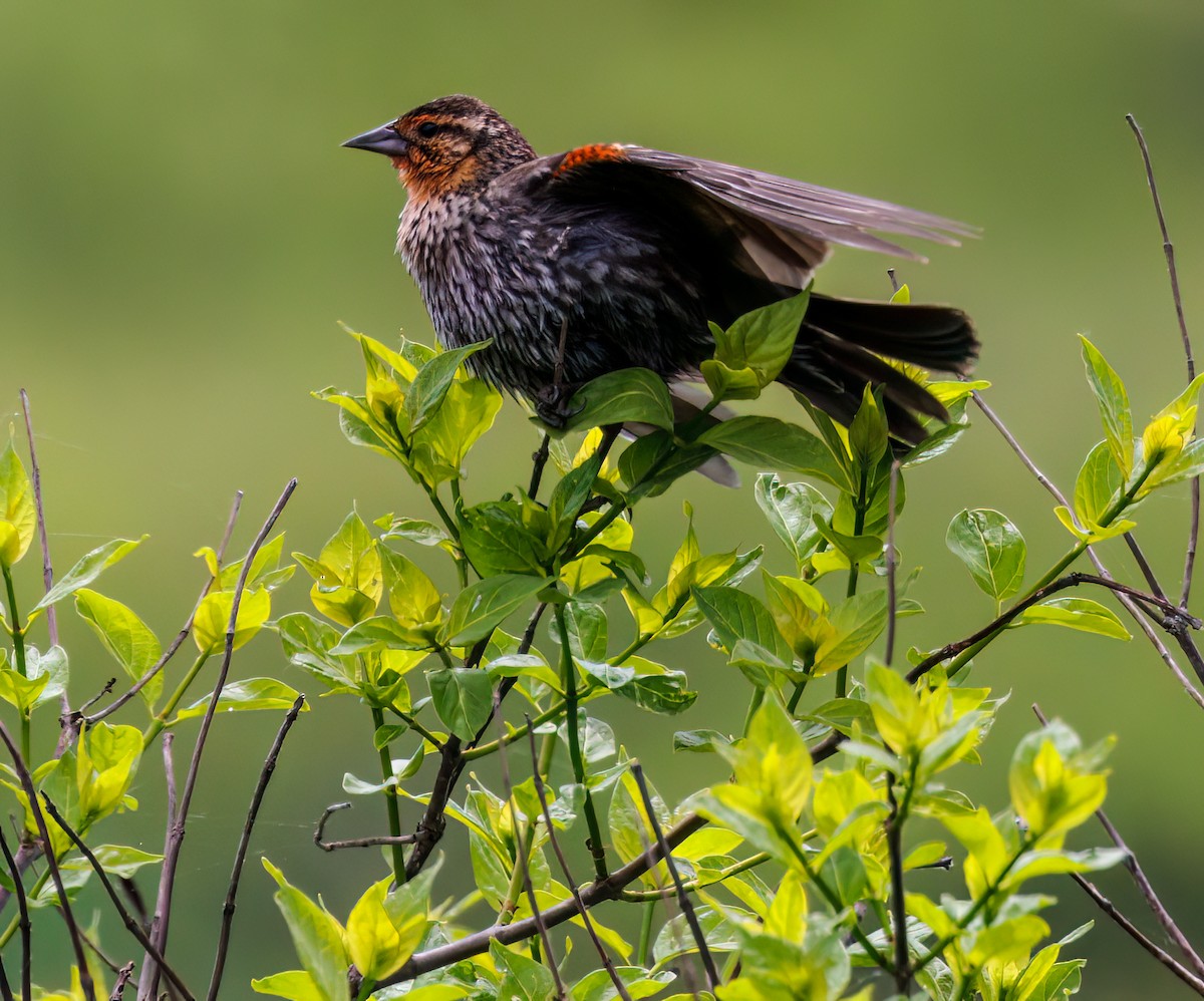 Red-winged Blackbird - Debbie Lombardo