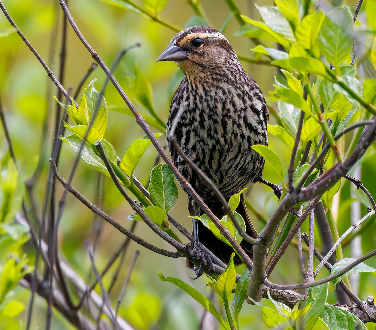 Red-winged Blackbird - Debbie Lombardo