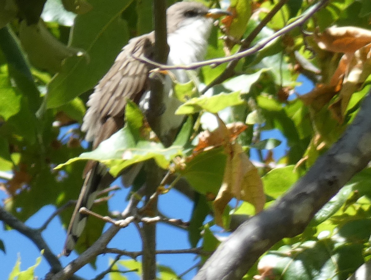 Yellow-billed Cuckoo - ML619596790