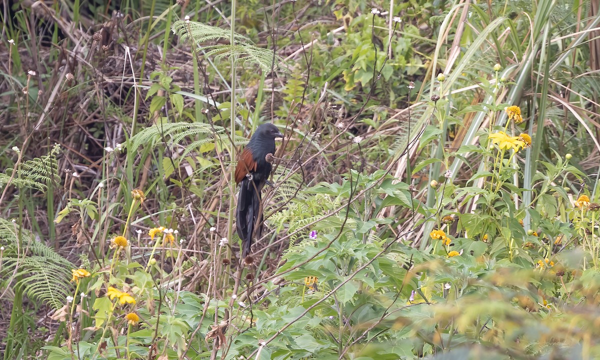 Philippine Coucal - Paul Fenwick