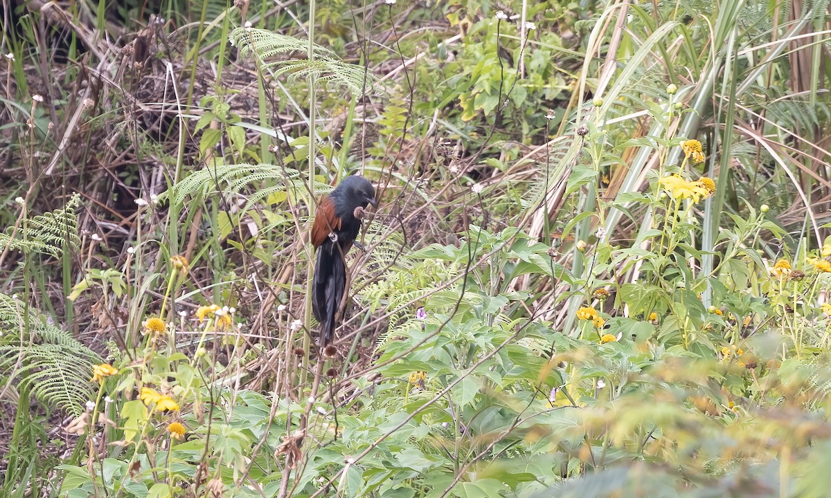 Philippine Coucal - Paul Fenwick