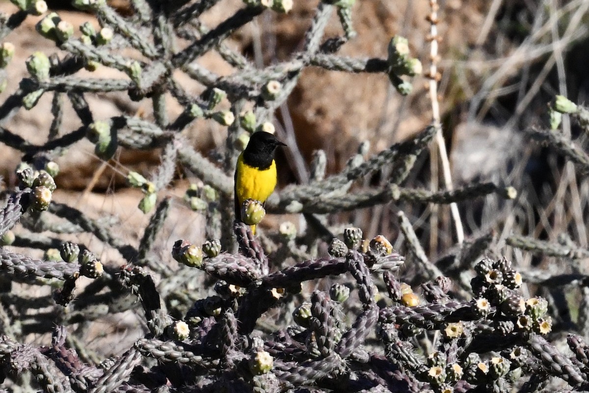 Scott's Oriole - Tim K