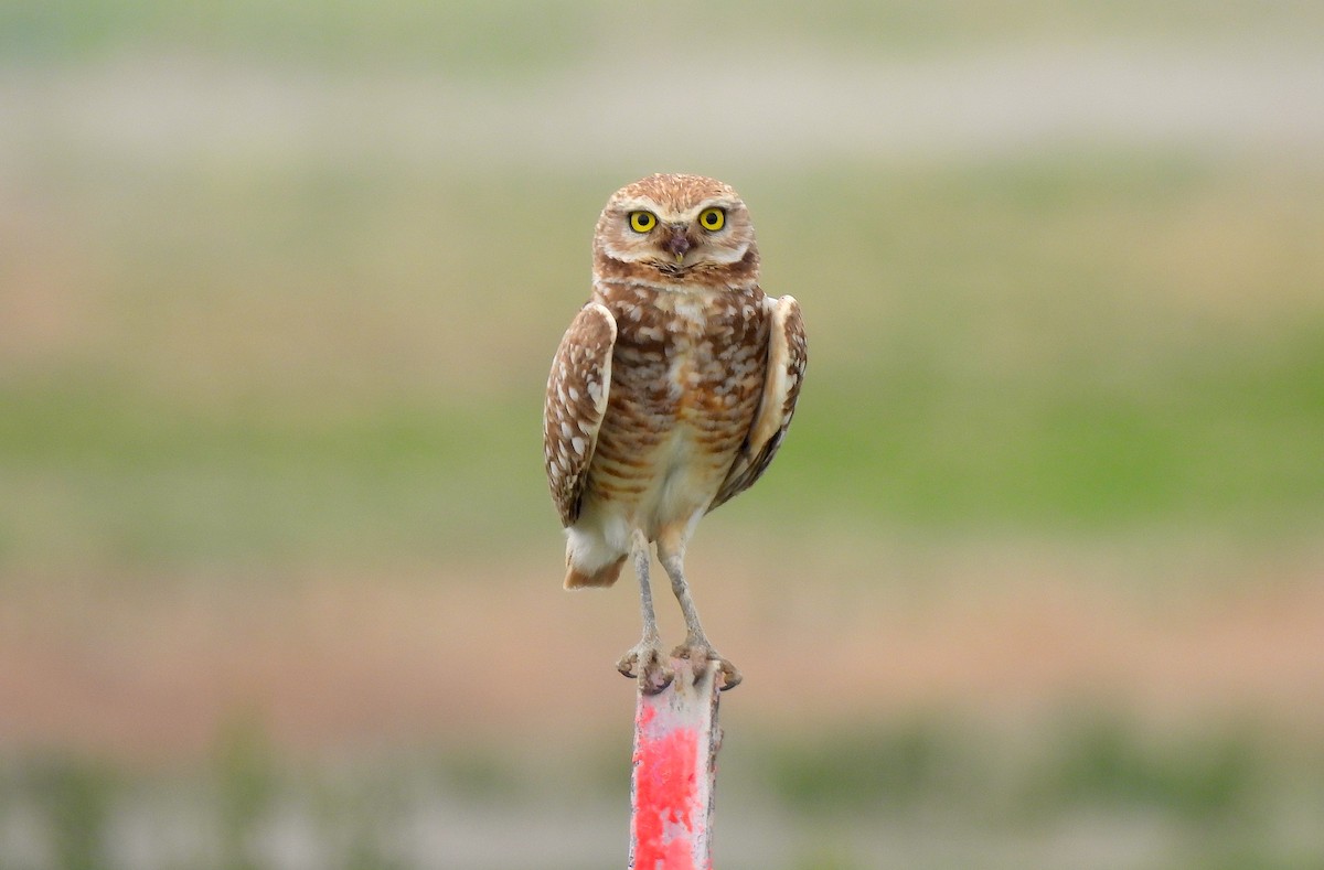 Burrowing Owl - Ted Floyd