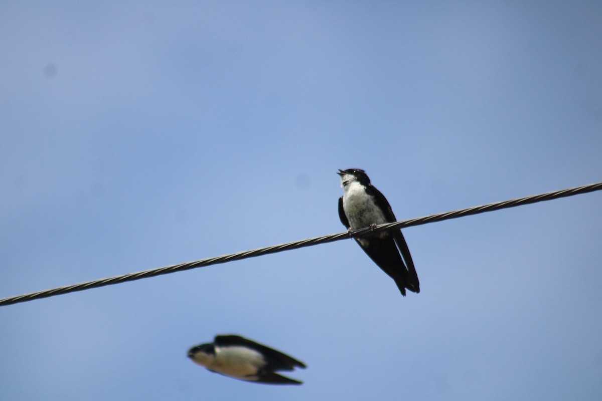 Blue-and-white Swallow - Juan Rafael Gomez Arbelaez