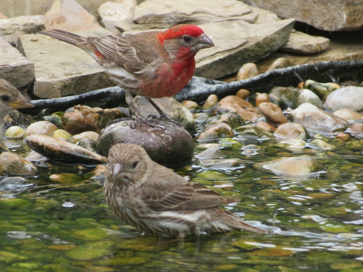 House Finch - Paul Sellin