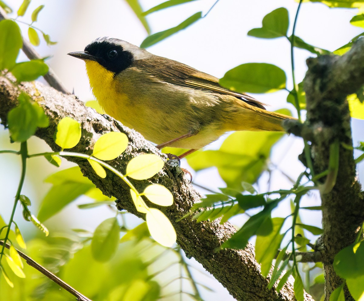 Common Yellowthroat - Debbie Lombardo