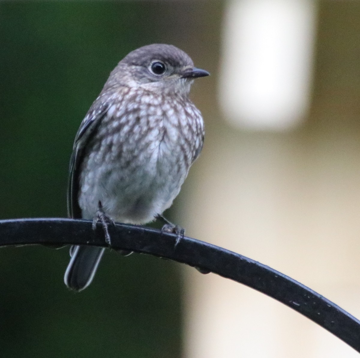 Eastern Bluebird - Betty Thomas