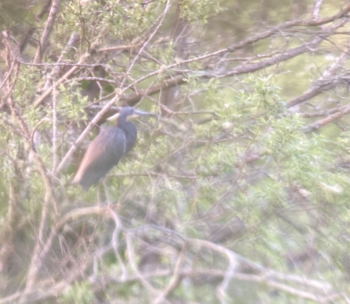 Tricolored Heron - K J