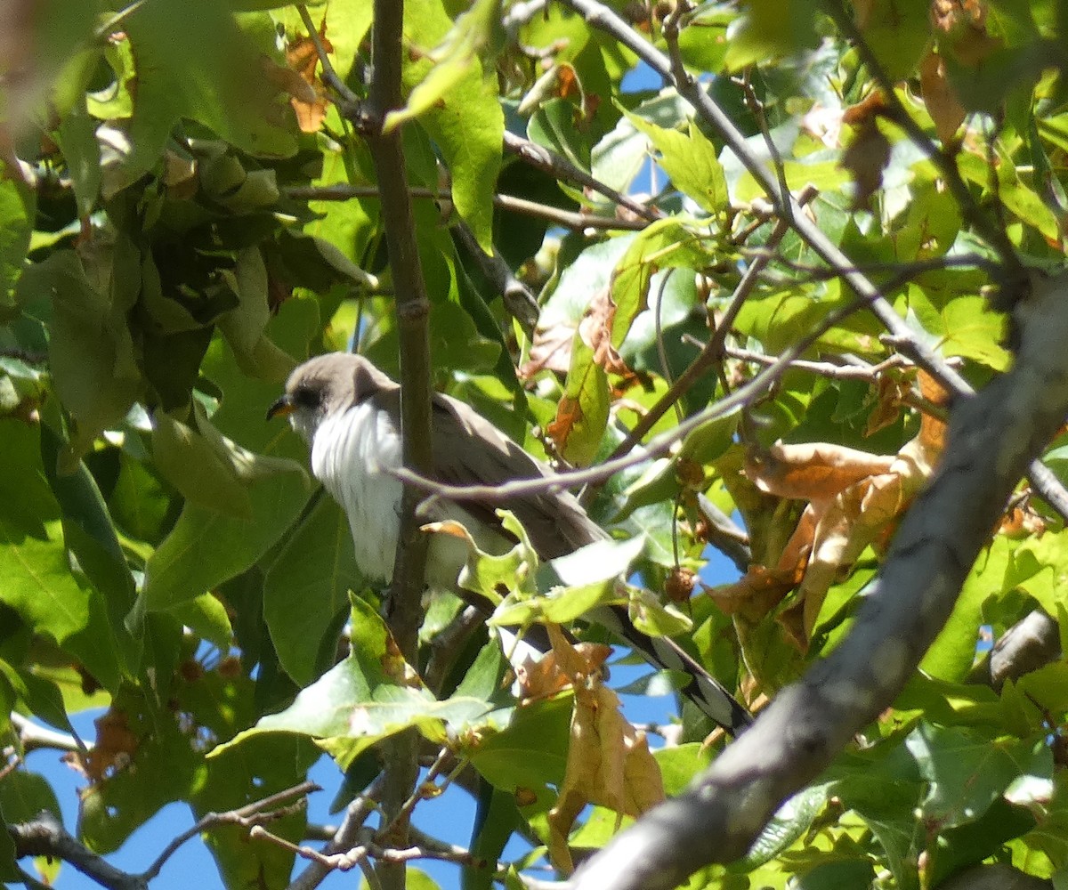 Yellow-billed Cuckoo - ML619596825