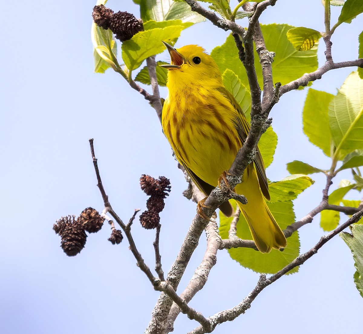 Yellow Warbler - Debbie Lombardo