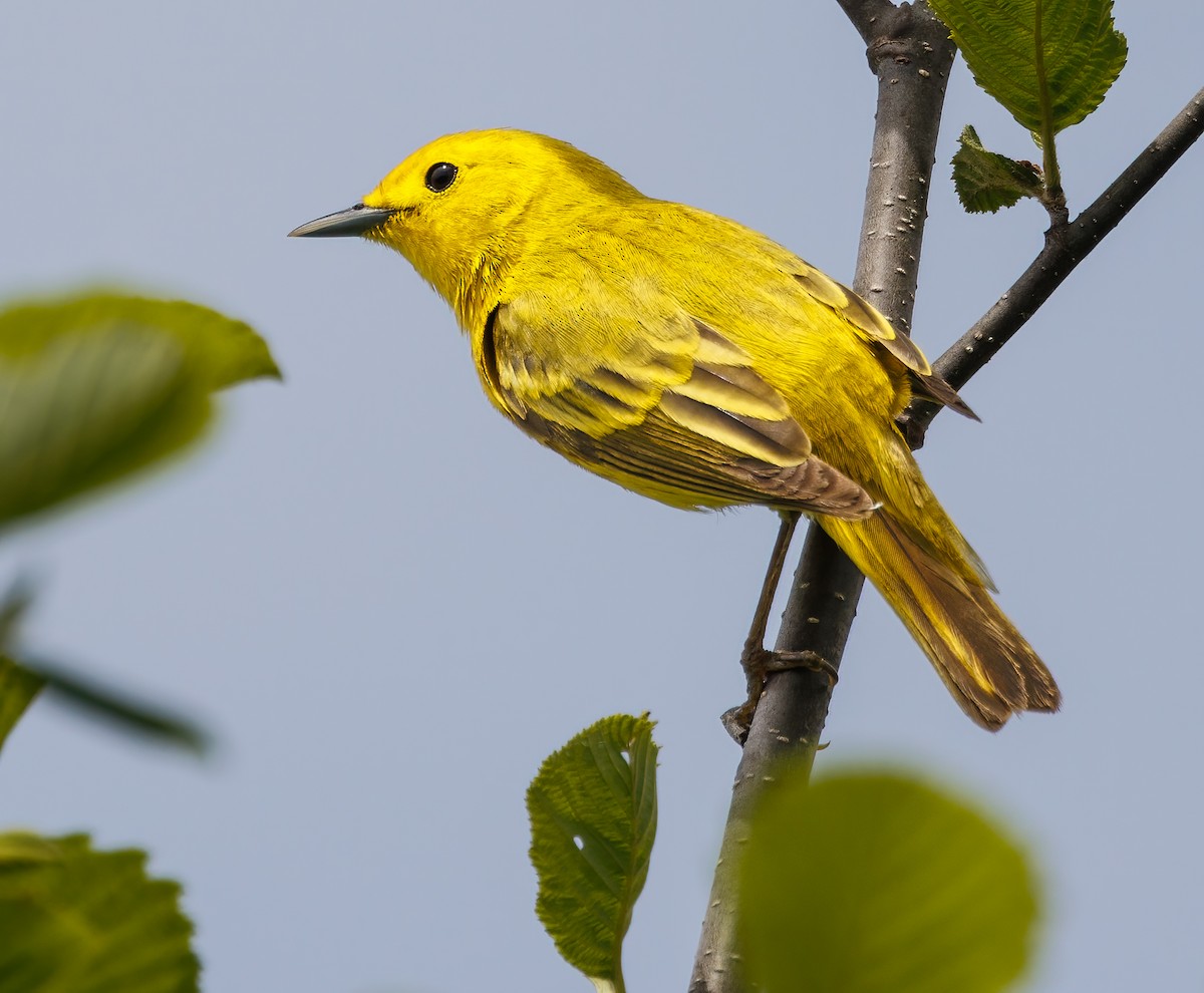 Yellow Warbler - Debbie Lombardo