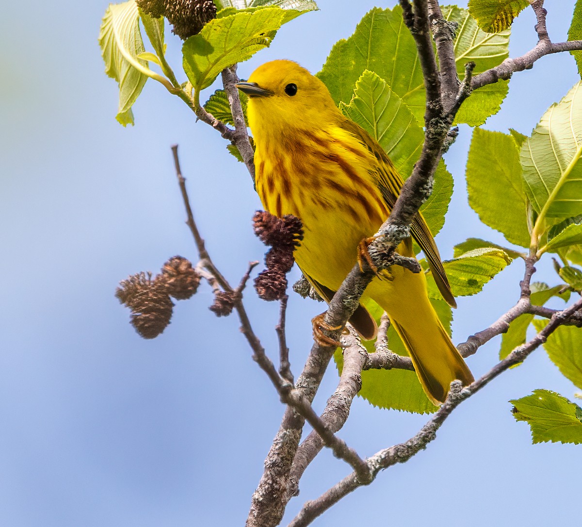 Yellow Warbler - Debbie Lombardo