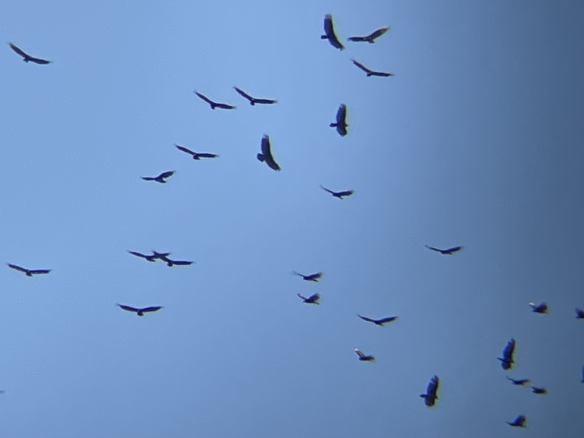 Turkey Vulture - ML619596832