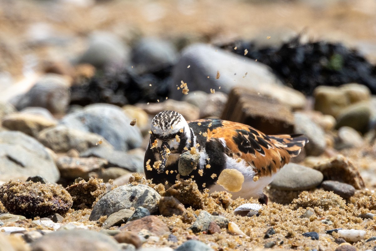 Ruddy Turnstone - Chris Scott