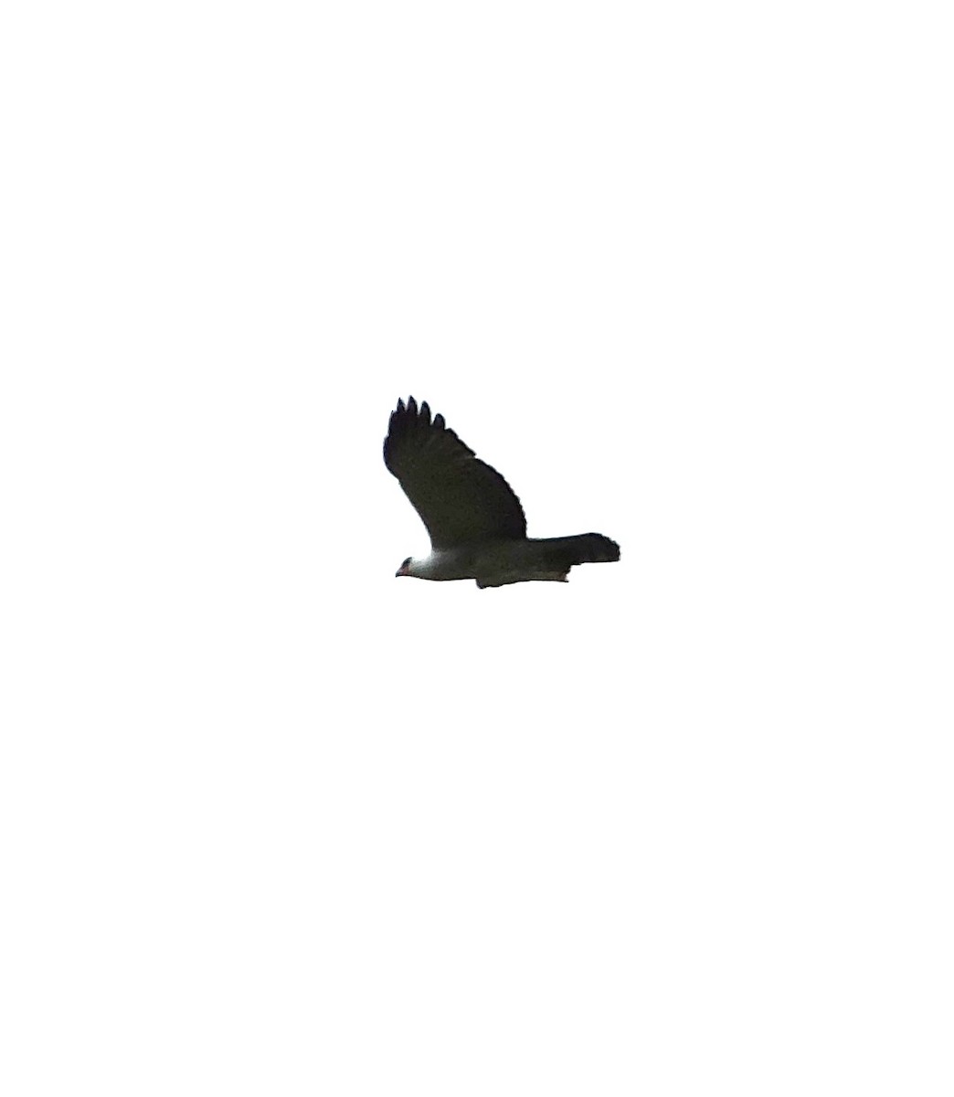 Black-and-white Hawk-Eagle - Renhart Apaza Westreicher Nature_Birds_Club_Ynca
