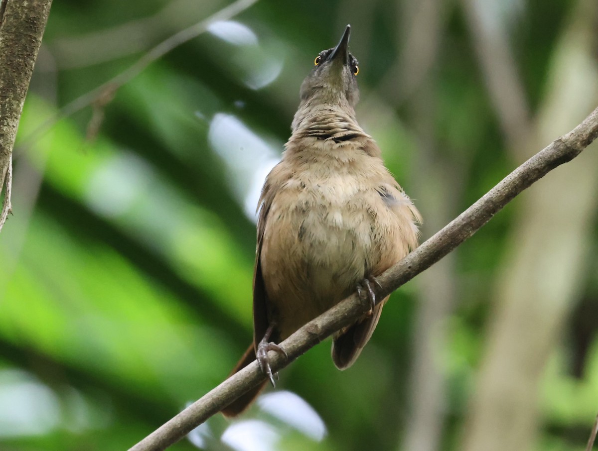 Brown Trembler - ML619596840