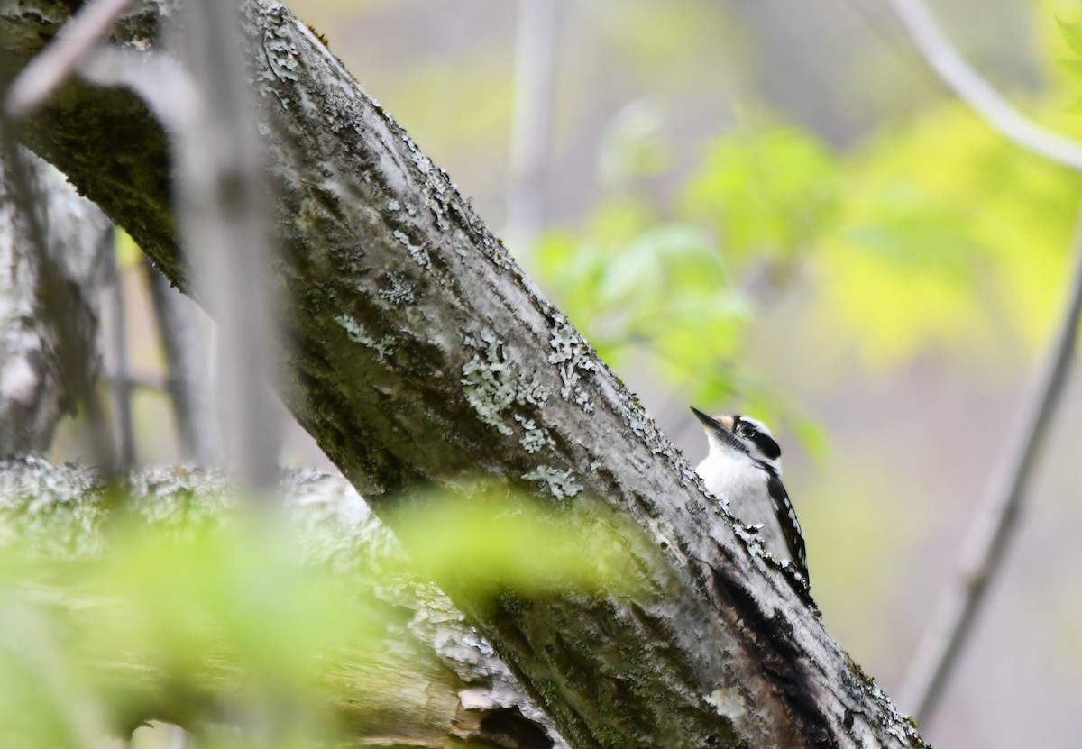 Downy Woodpecker - Monique Maynard