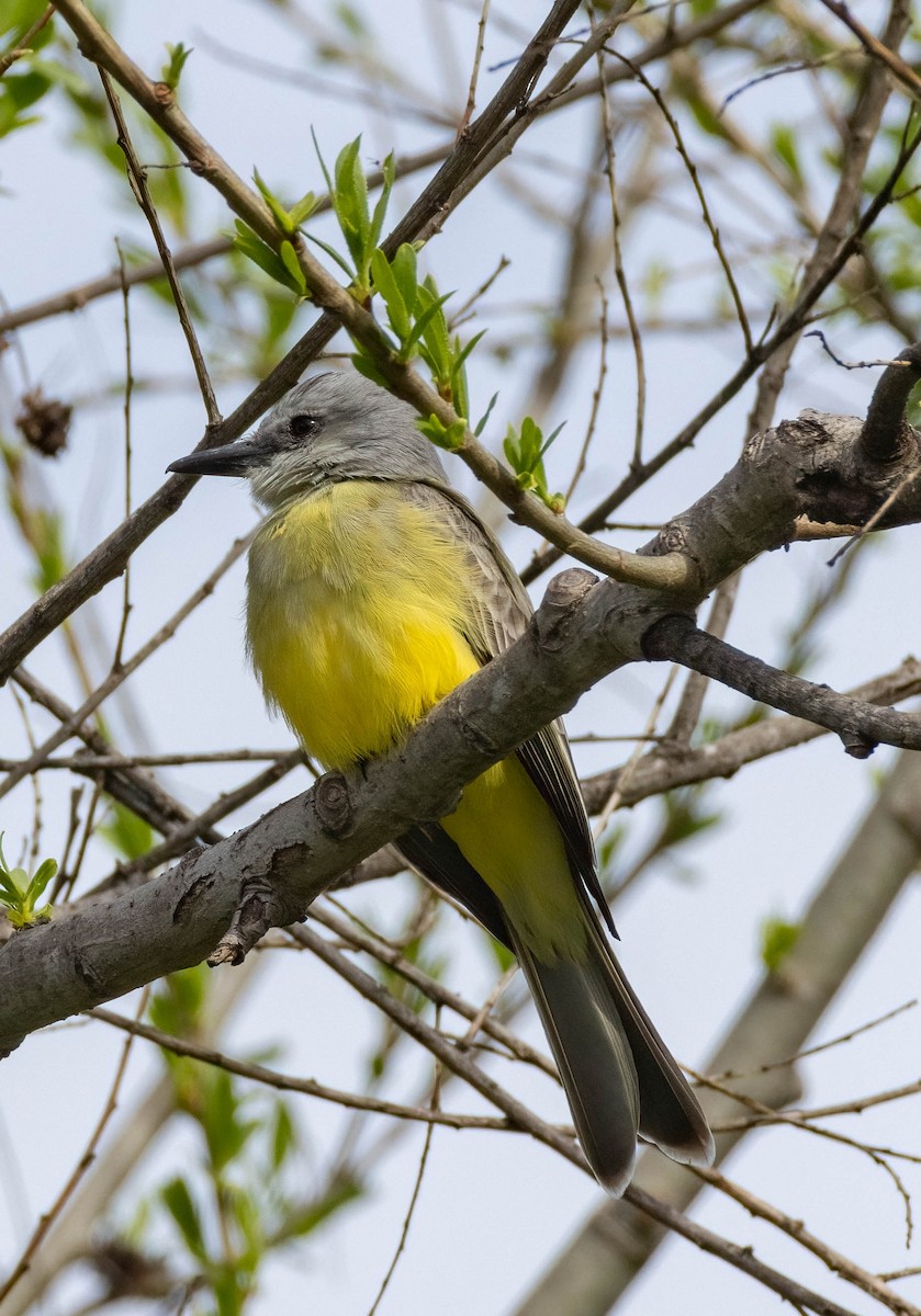 Tropical Kingbird - Christine Jacobs