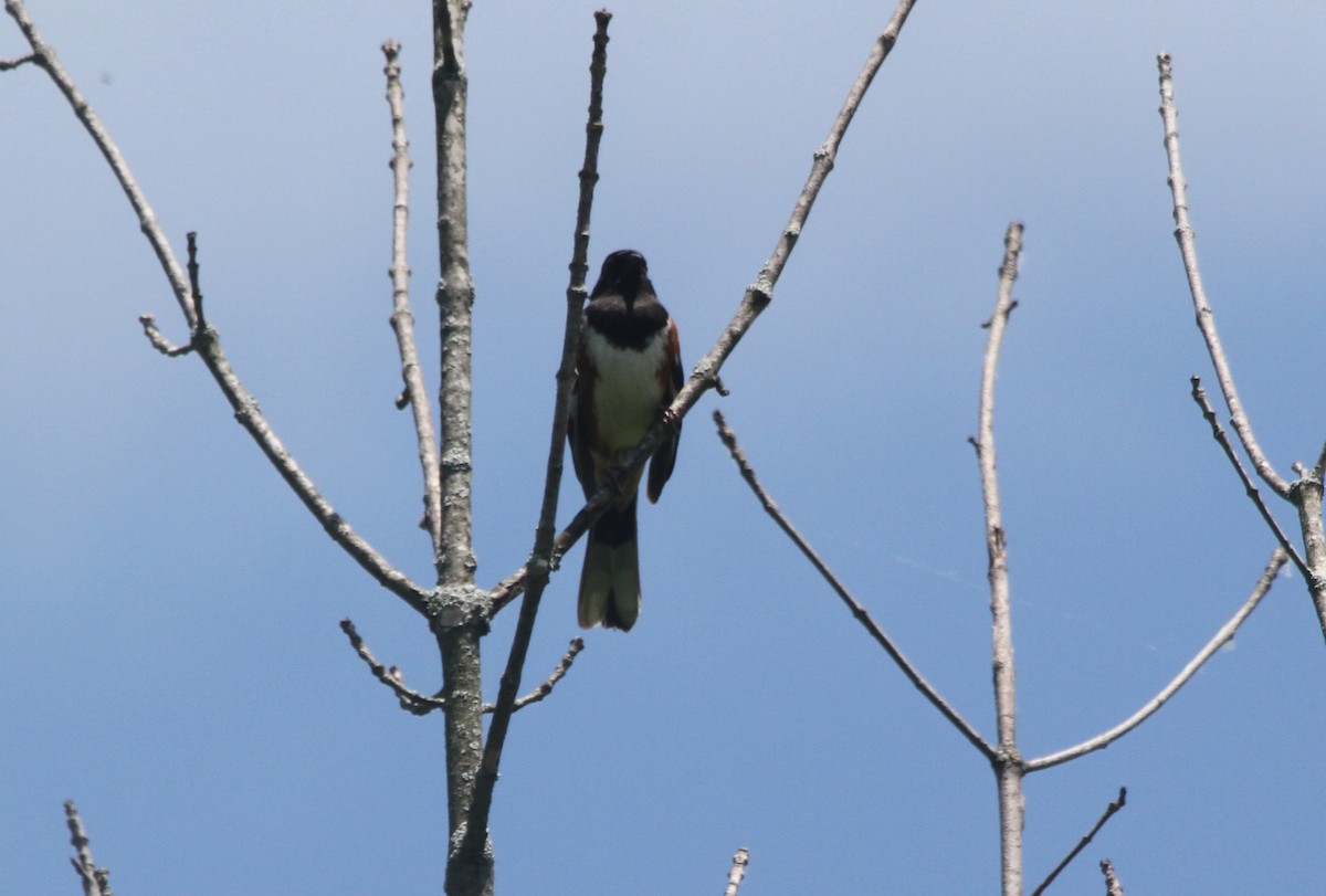 Eastern Towhee - Larry Urbanski