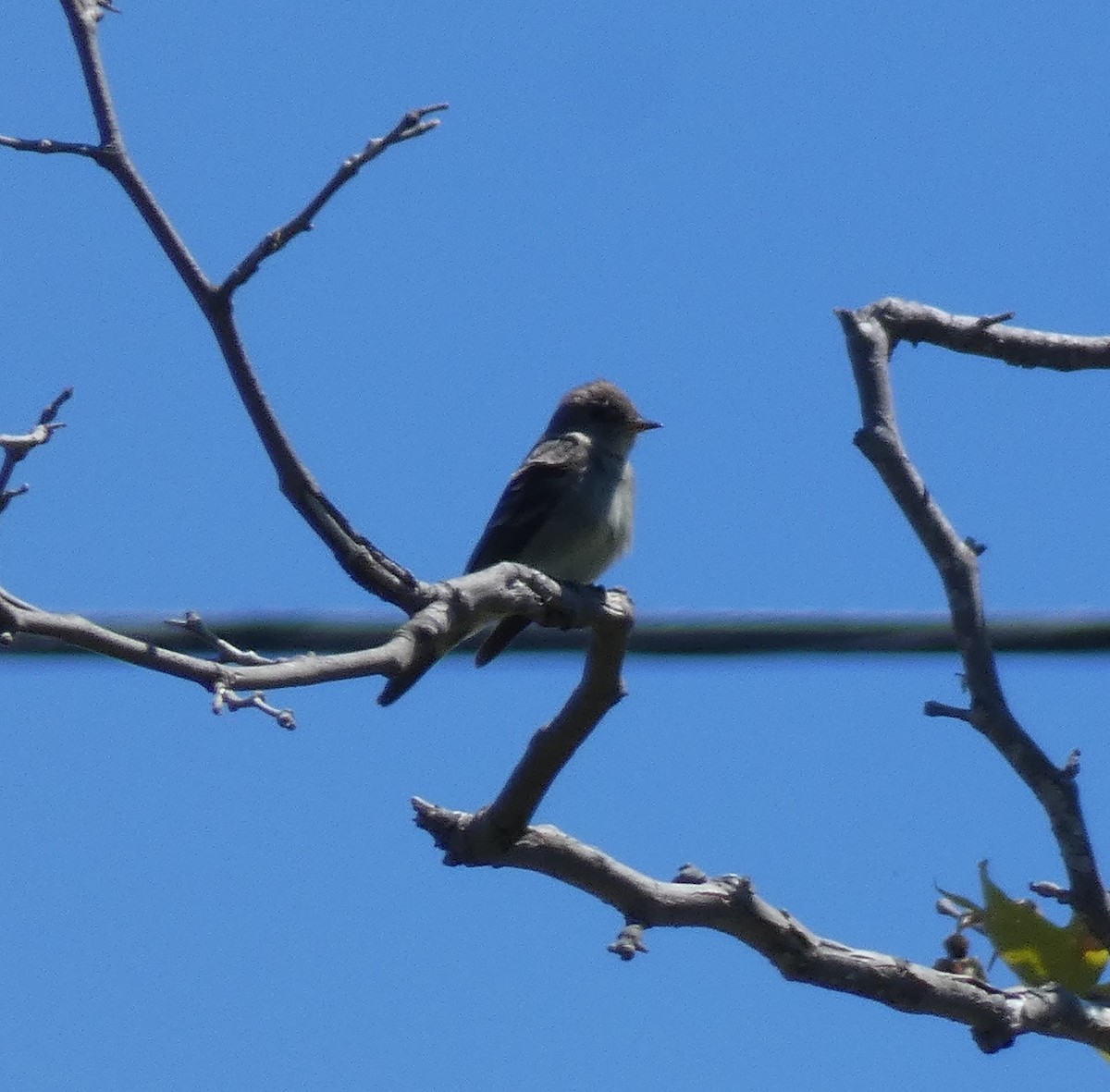 Western Wood-Pewee - Libby Patten