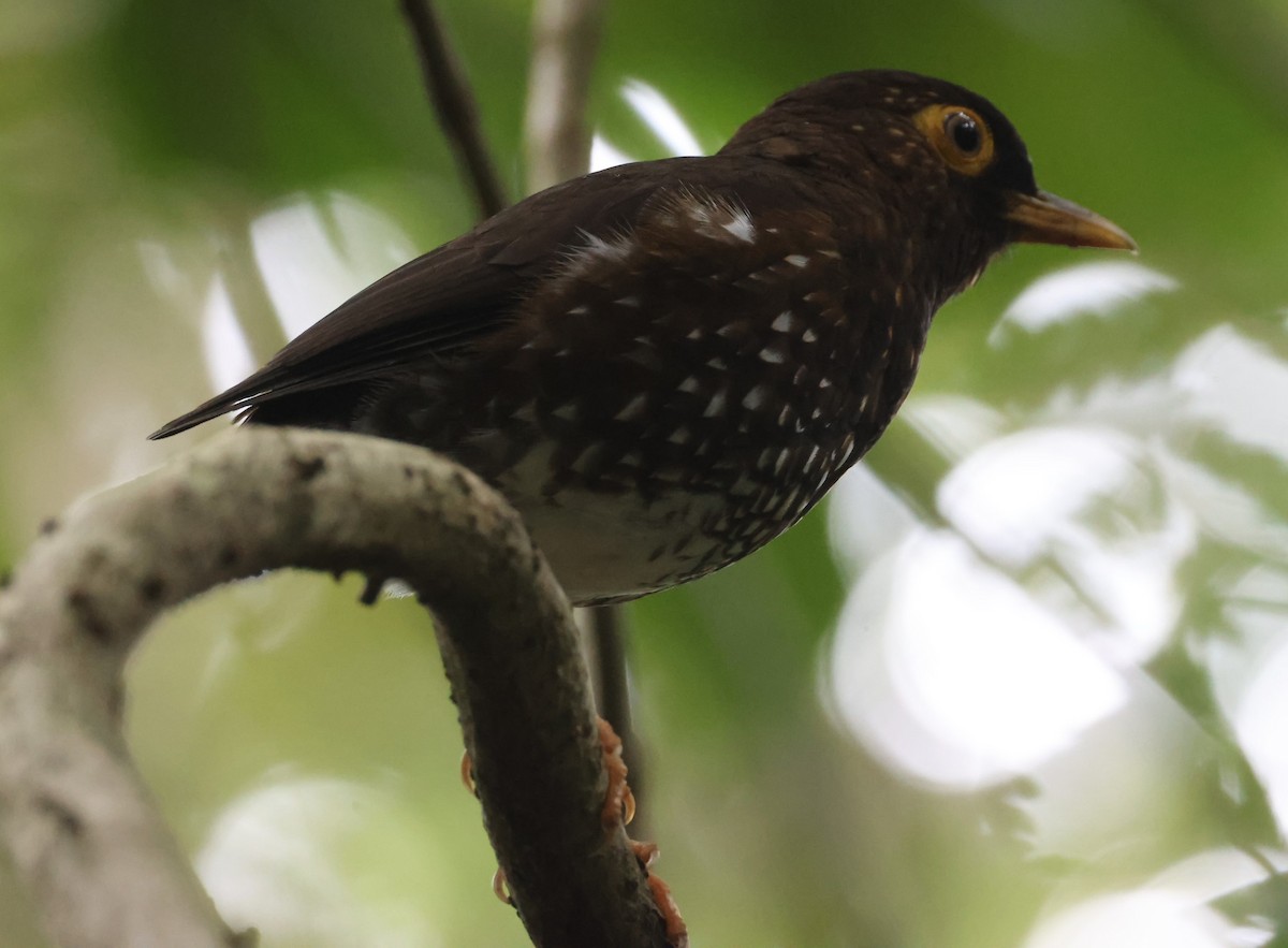 Forest Thrush - Pam Rasmussen