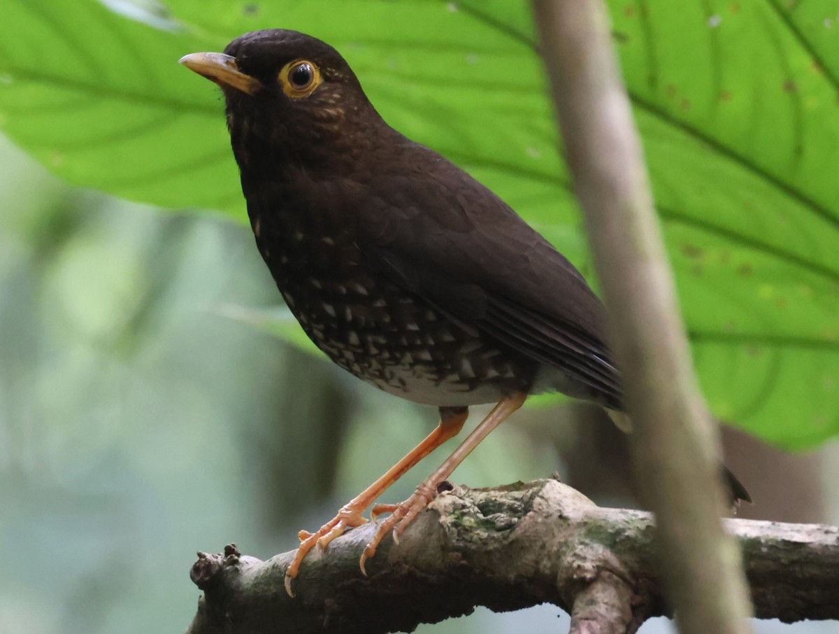 Forest Thrush - Pam Rasmussen