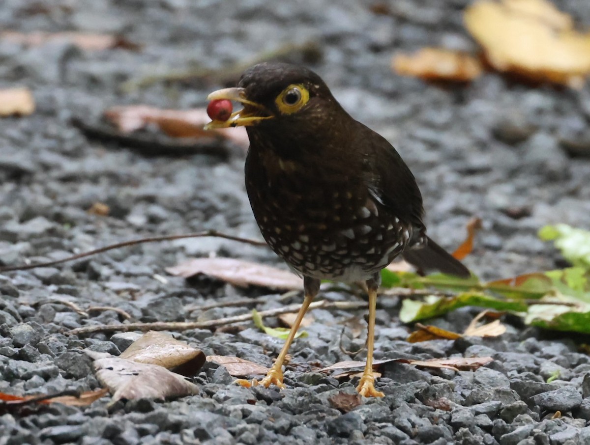 Forest Thrush - Pam Rasmussen