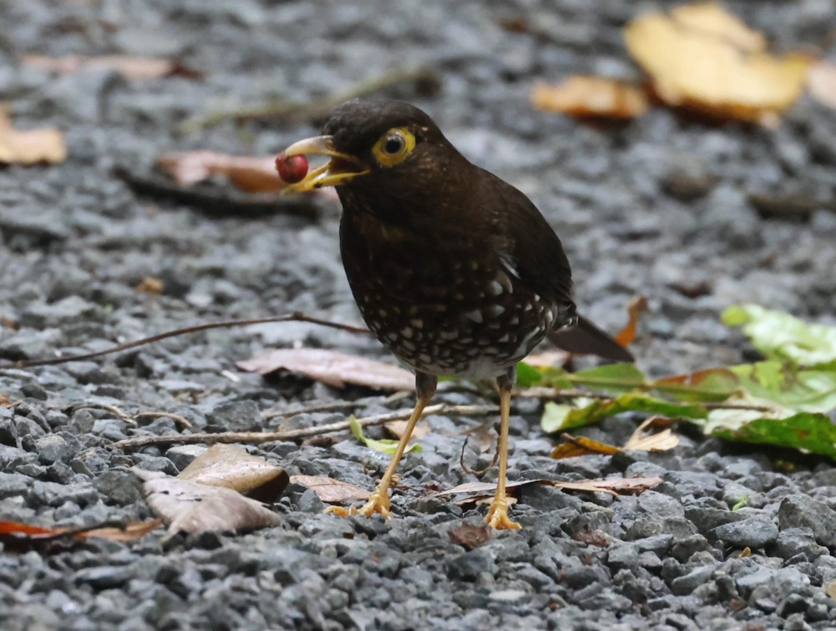 Forest Thrush - Pam Rasmussen