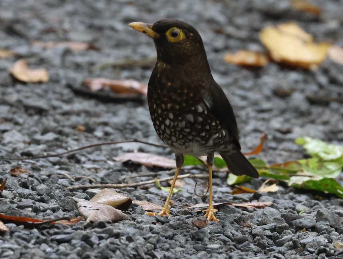 Forest Thrush - Pam Rasmussen