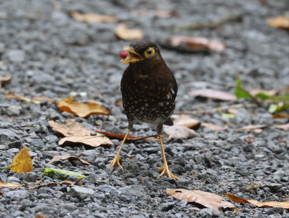 Forest Thrush - Pam Rasmussen