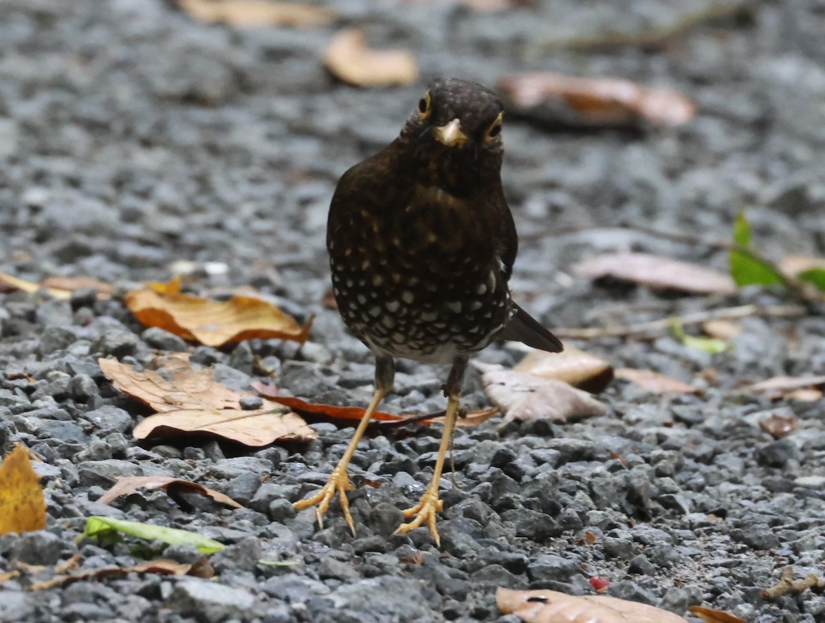 Forest Thrush - Pam Rasmussen