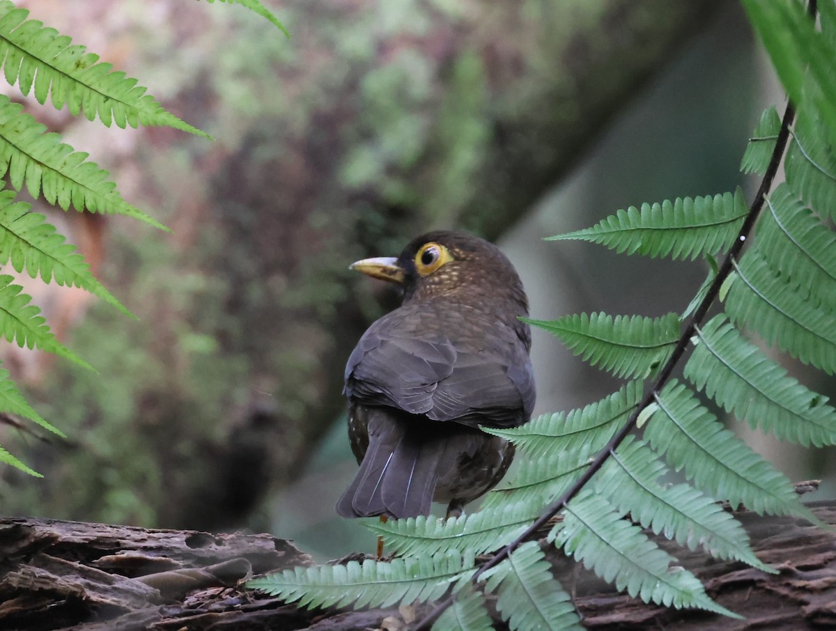 Forest Thrush - Pam Rasmussen