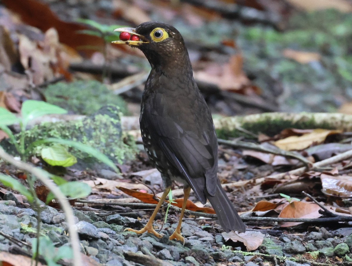 Forest Thrush - Pam Rasmussen