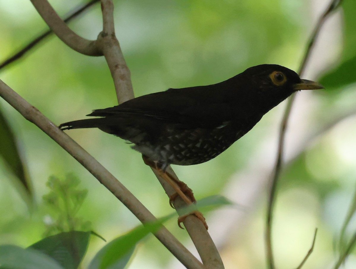 Forest Thrush - Pam Rasmussen