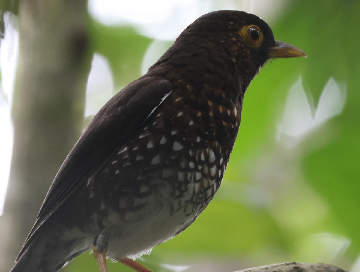 Forest Thrush - Pam Rasmussen