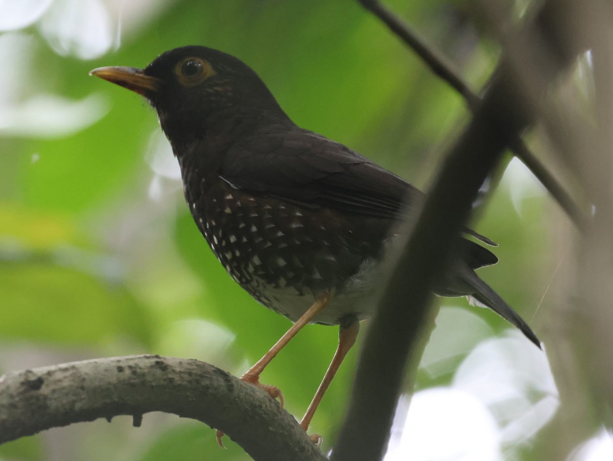 Forest Thrush - Pam Rasmussen