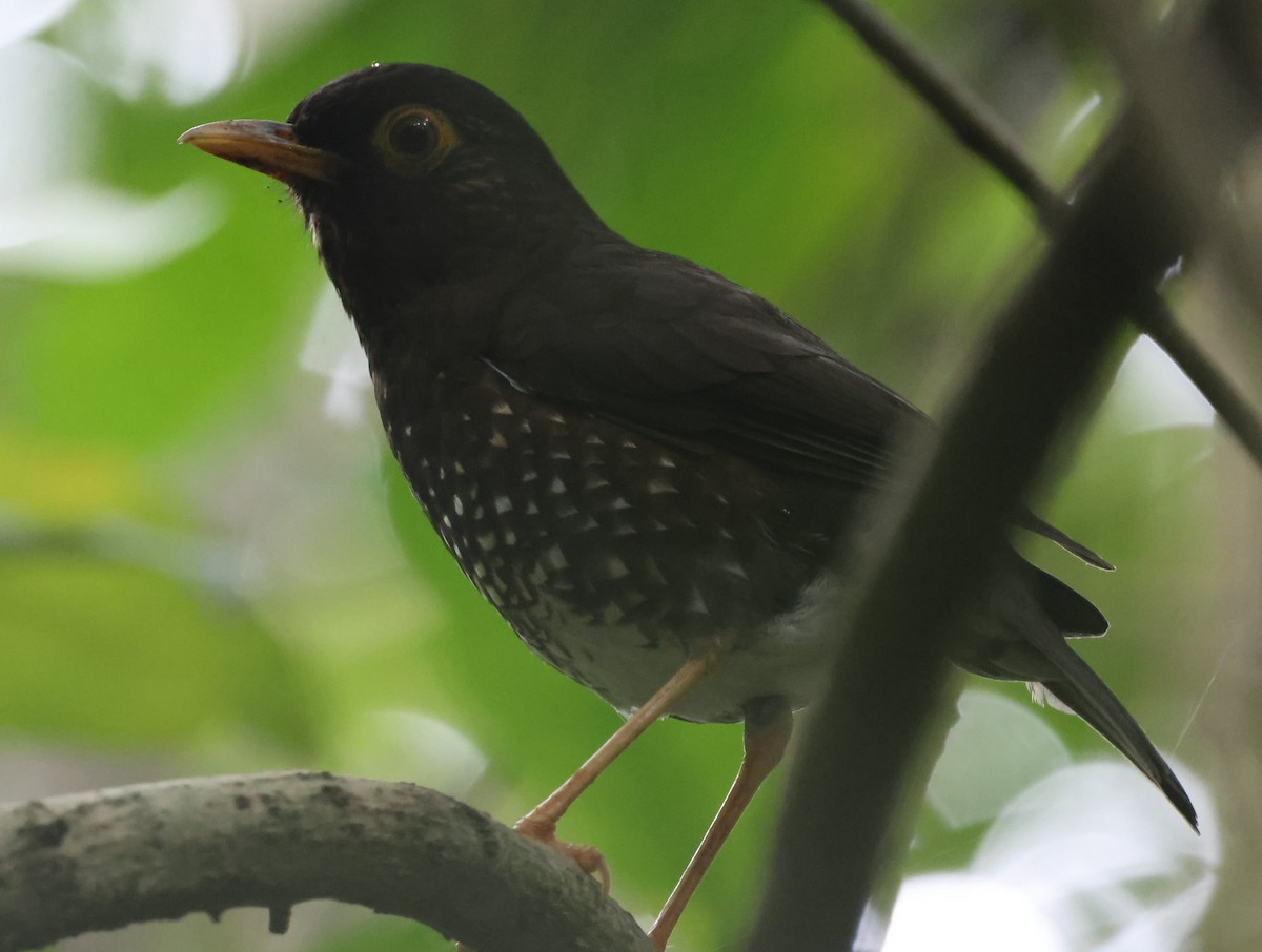 Forest Thrush - Pam Rasmussen