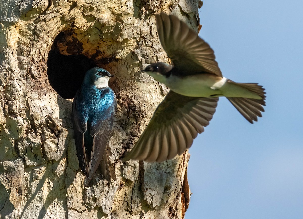 Tree Swallow - Christine Jacobs