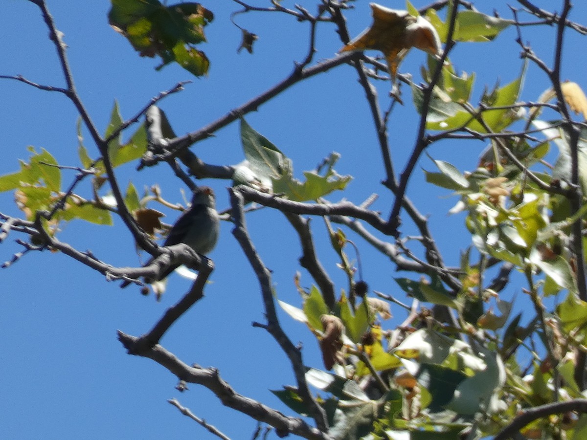 Western Wood-Pewee - Libby Patten