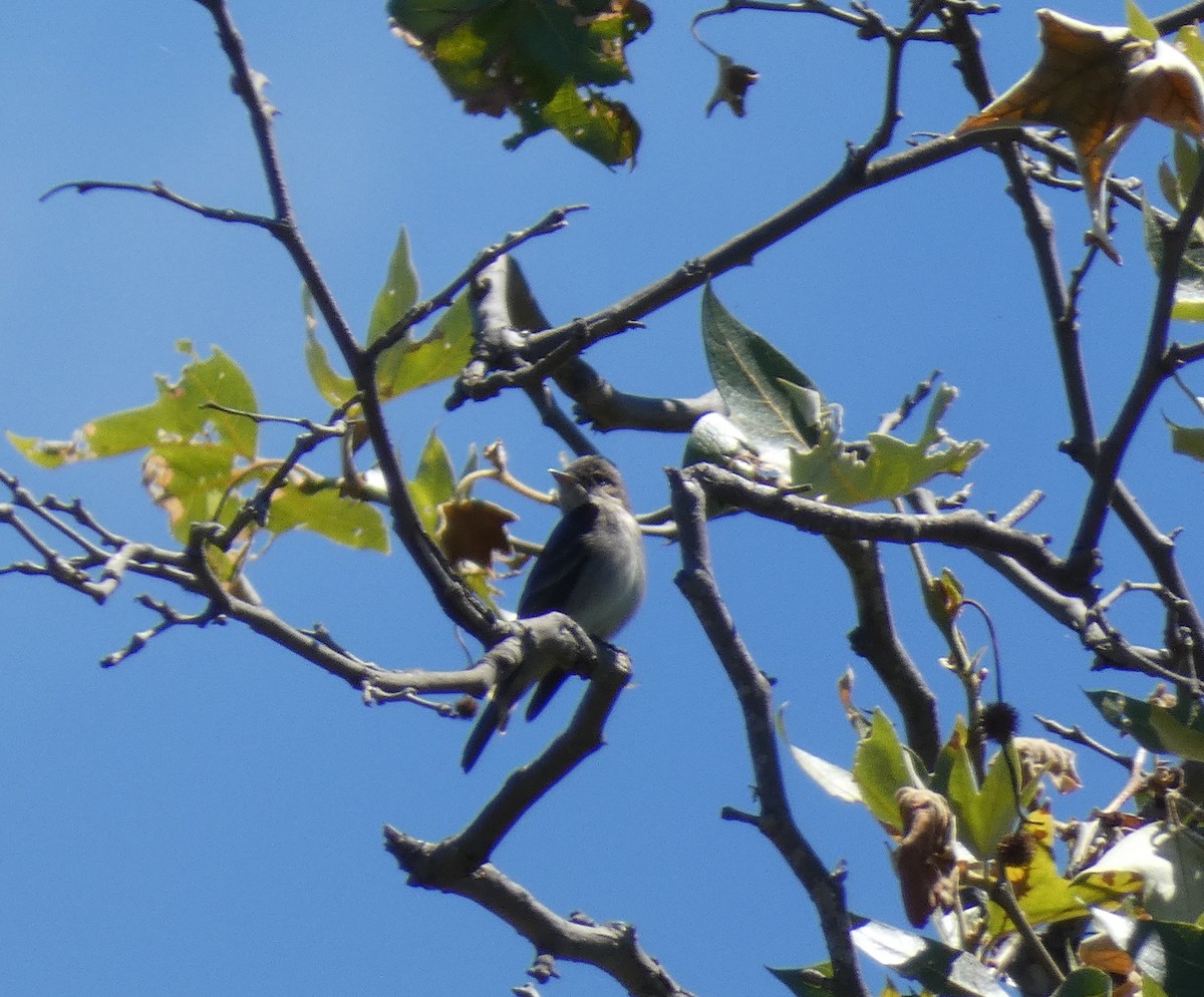 Western Wood-Pewee - Libby Patten