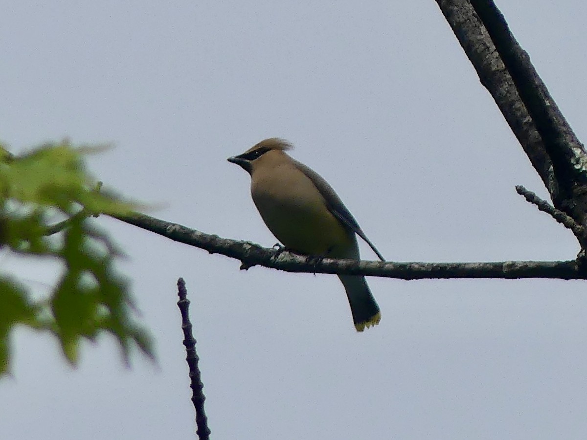 Cedar Waxwing - ML619596886