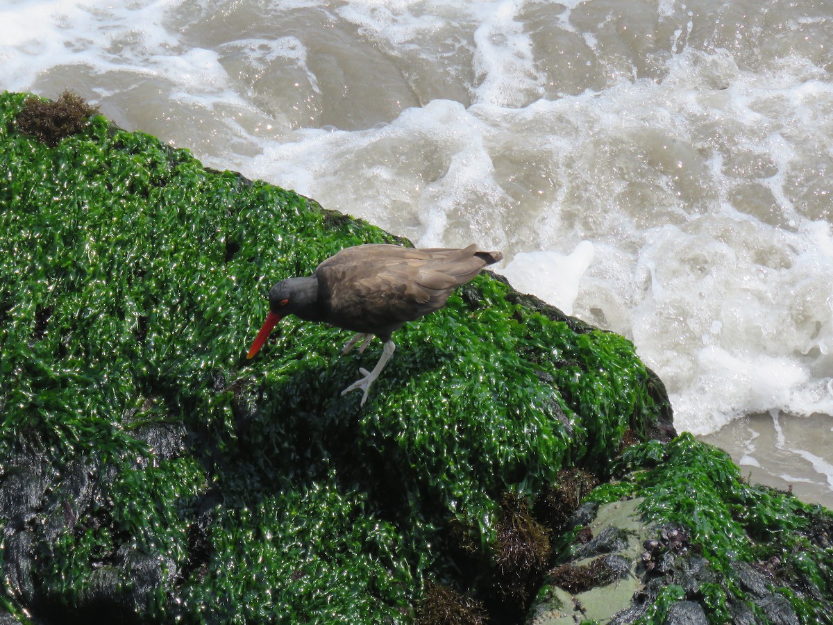 Blackish Oystercatcher - Ron Batie