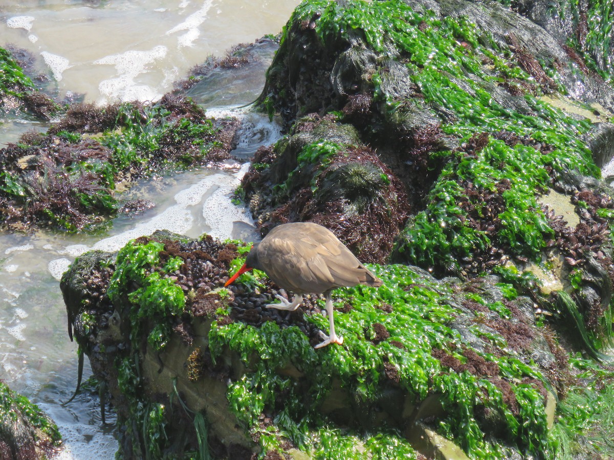 Blackish Oystercatcher - ML619596889