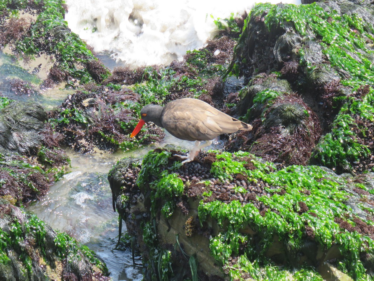 Blackish Oystercatcher - ML619596890