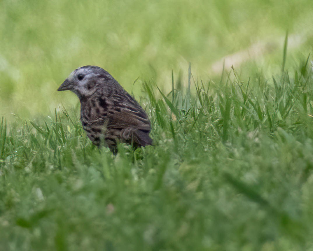 Song Sparrow - Christine Jacobs