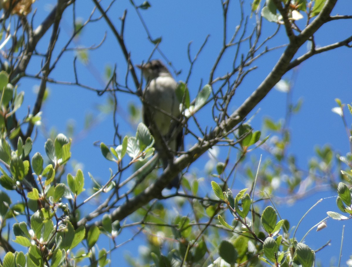 Willow Flycatcher - Libby Patten