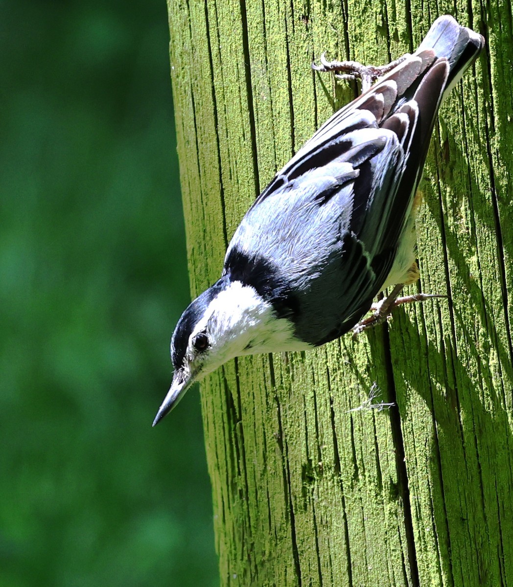 White-breasted Nuthatch - ML619596895